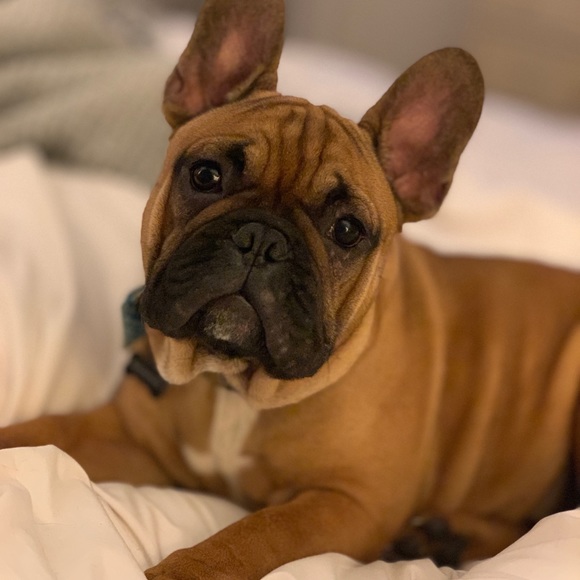 Meet your Posher, Josh - Picture 1 of 1